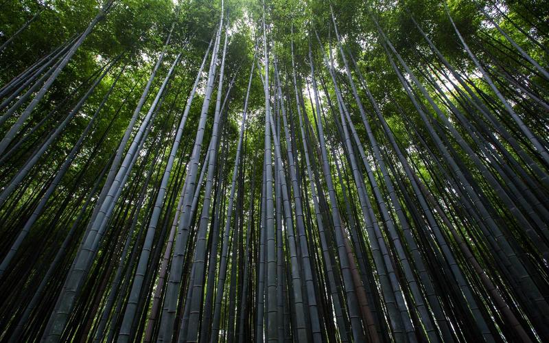大型电竞比赛现场：舞台中央巨型屏幕显示BP界面，观众席蓝色荧光棒汇聚成海